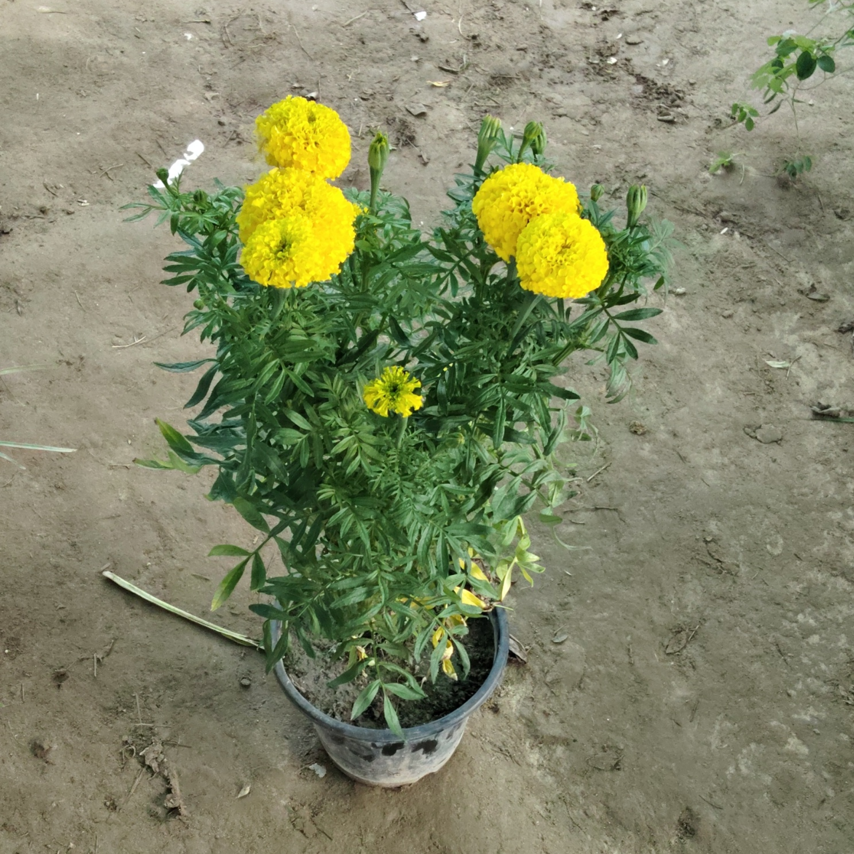 Marigold plant in 8 inch pot