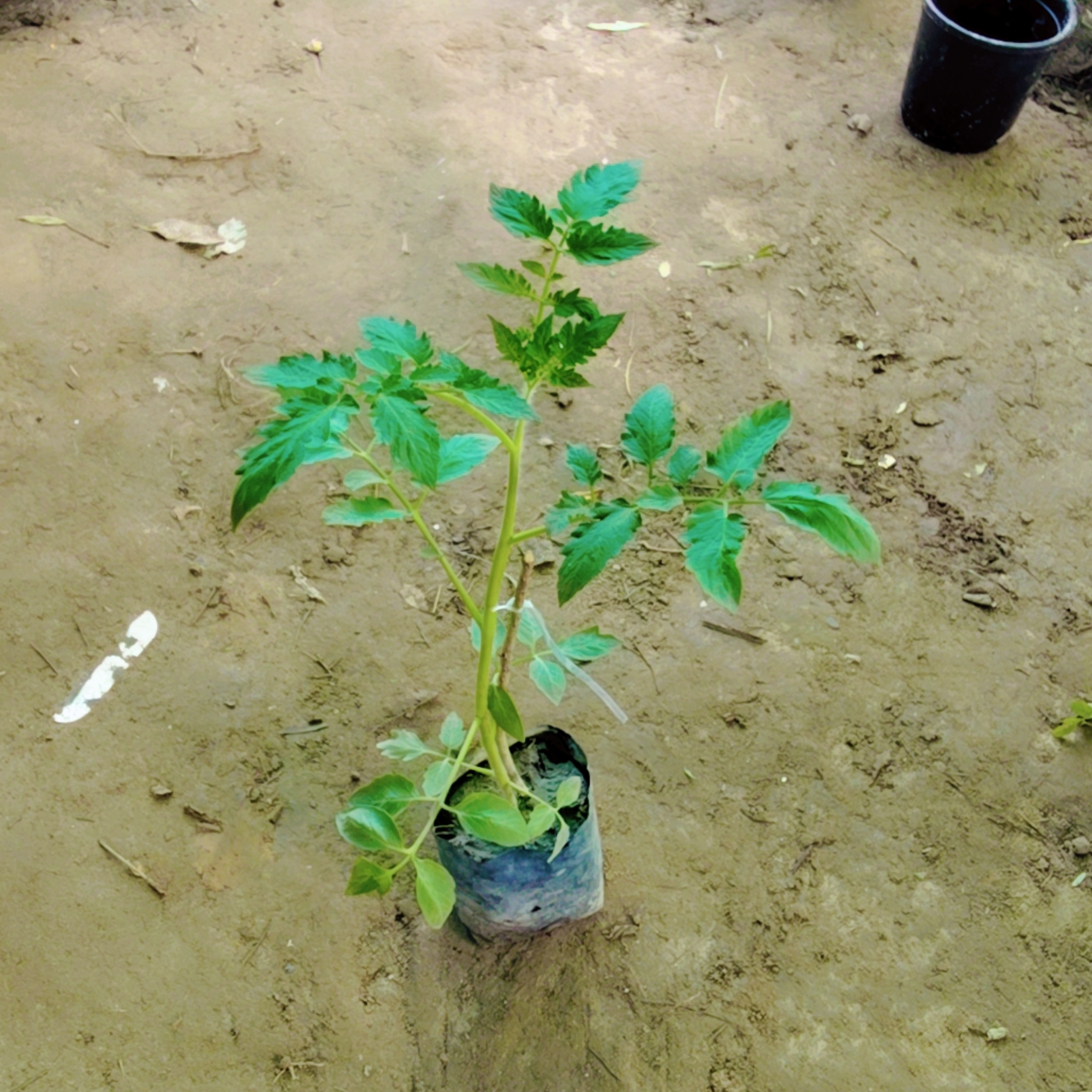 Tomato plant in 4 inch polybag