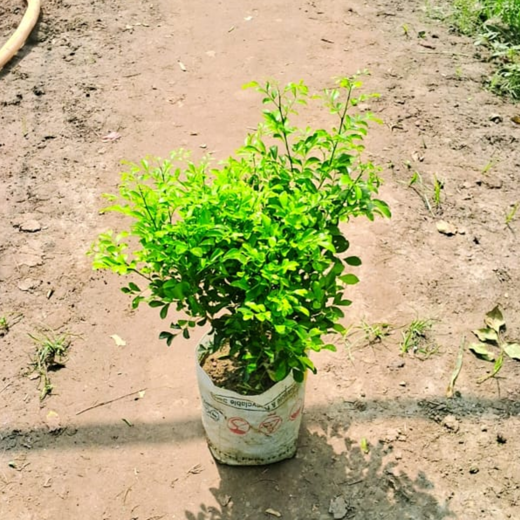 Madhu Kamini ( Pune) in 8 inch nursery bag