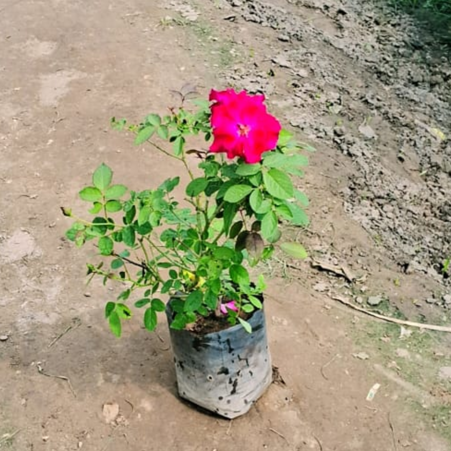 Kashmiri Rose plant in 6 Inch polybag