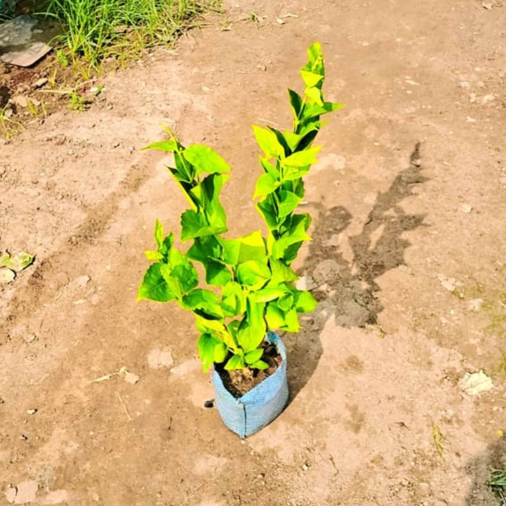 Harsingaar/ parijat (pune variety) plant in 6 inch nursery bag