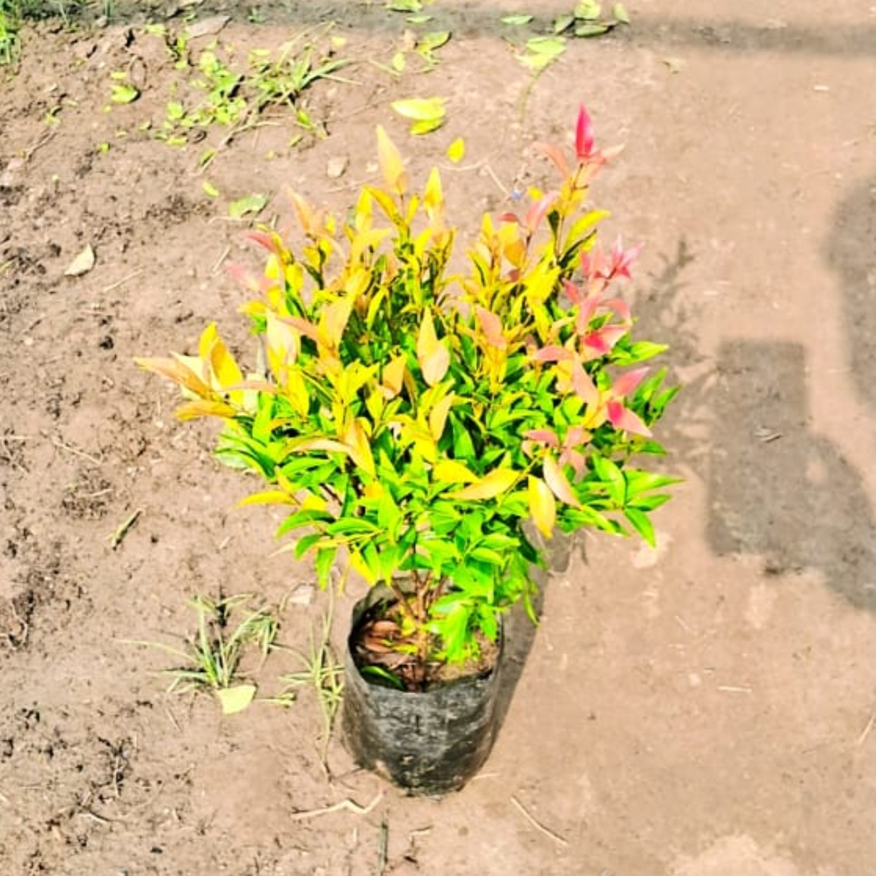 Red Robin plant in 5 inch polybag