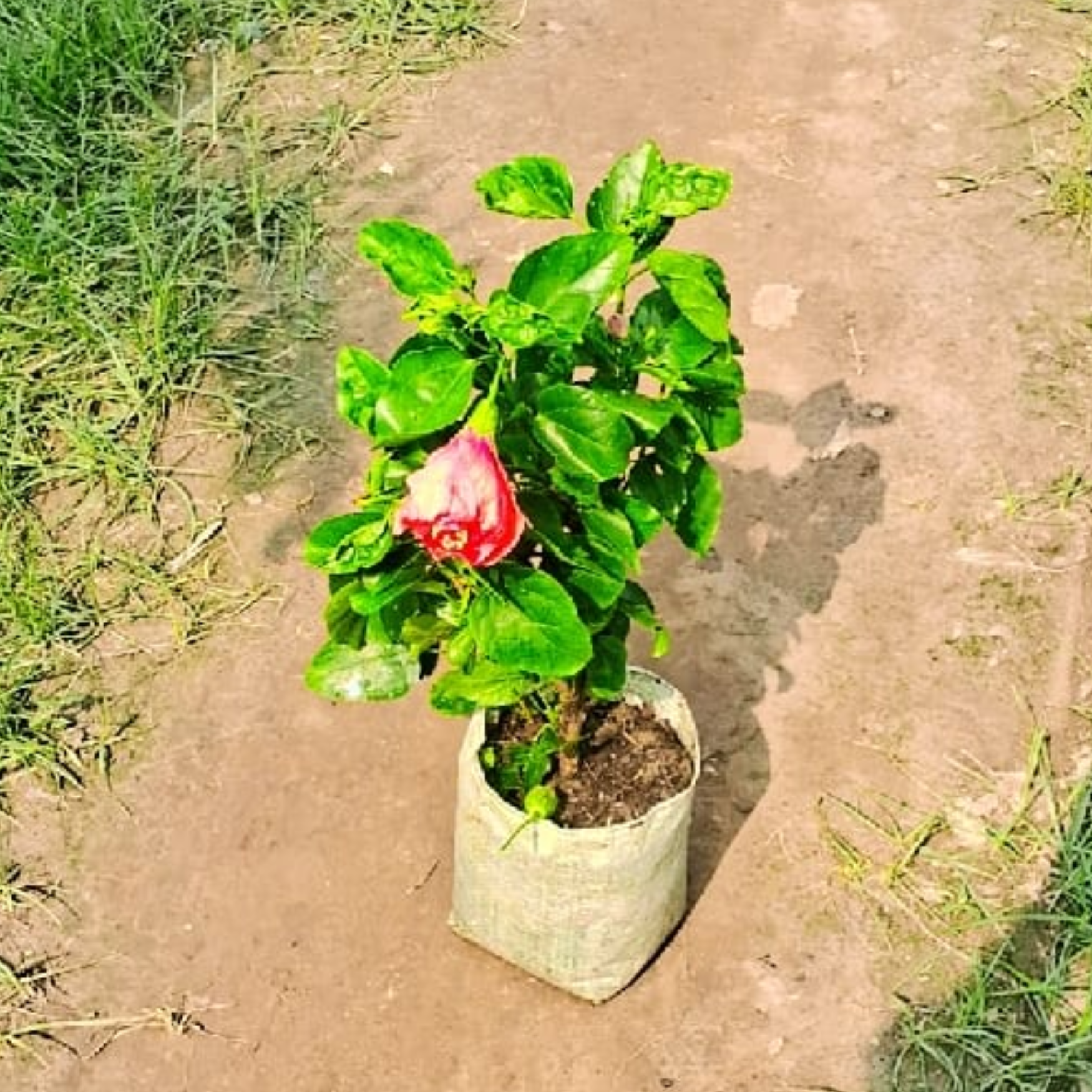 Hibiscus (Pune) plant in 6 inch polybag