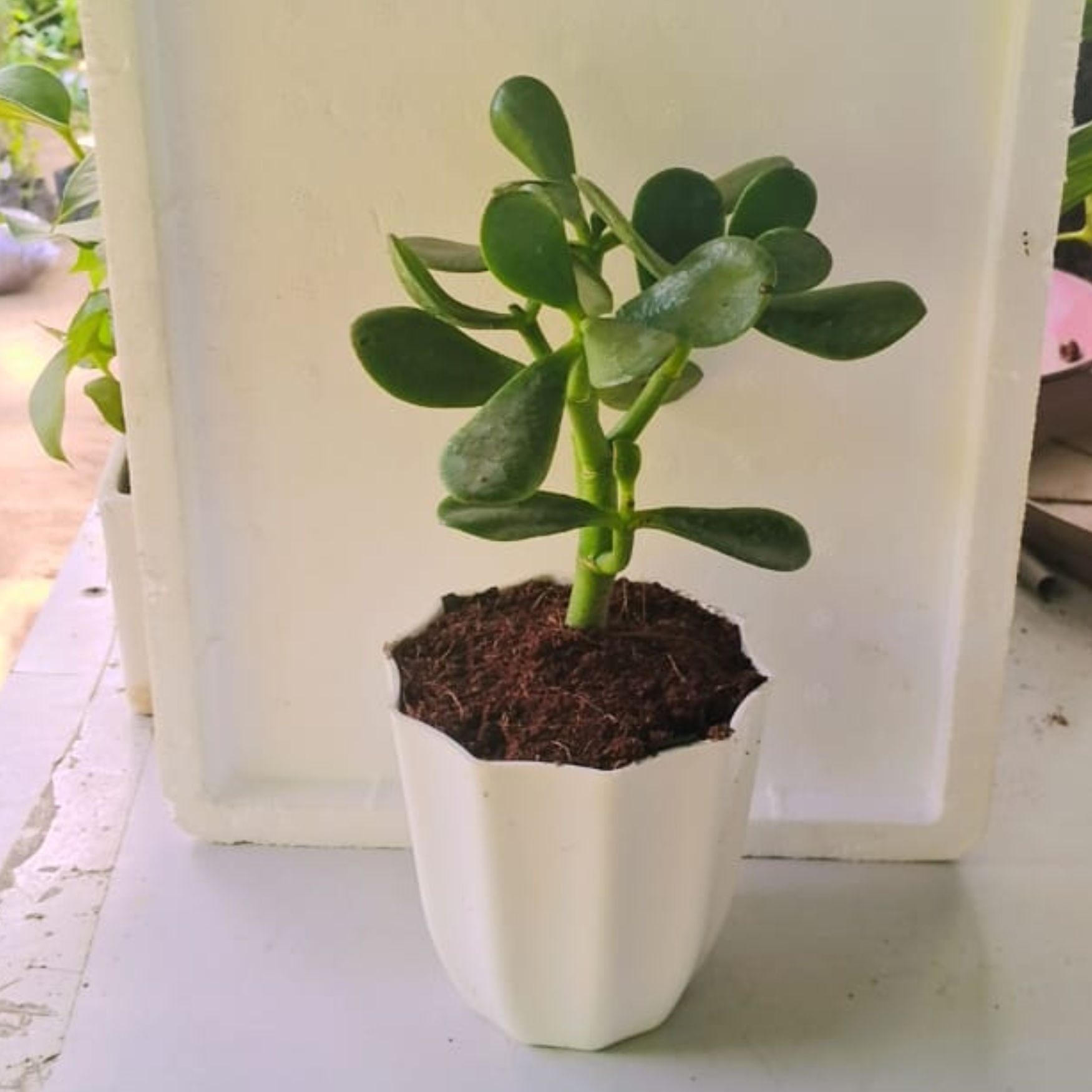 Crassula plant in 5 inch white plastic pot