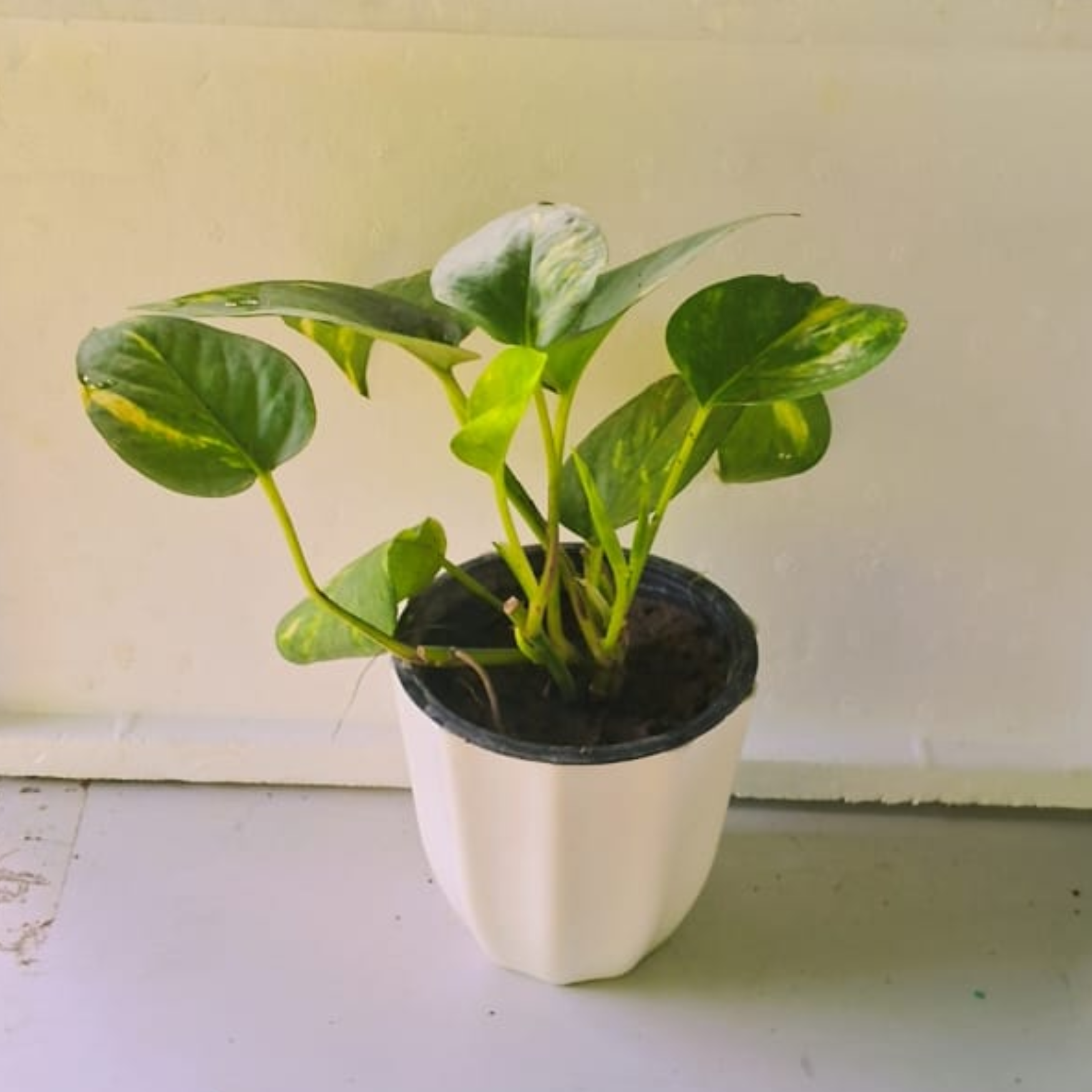Money plant in 5 inch white plastic pot
