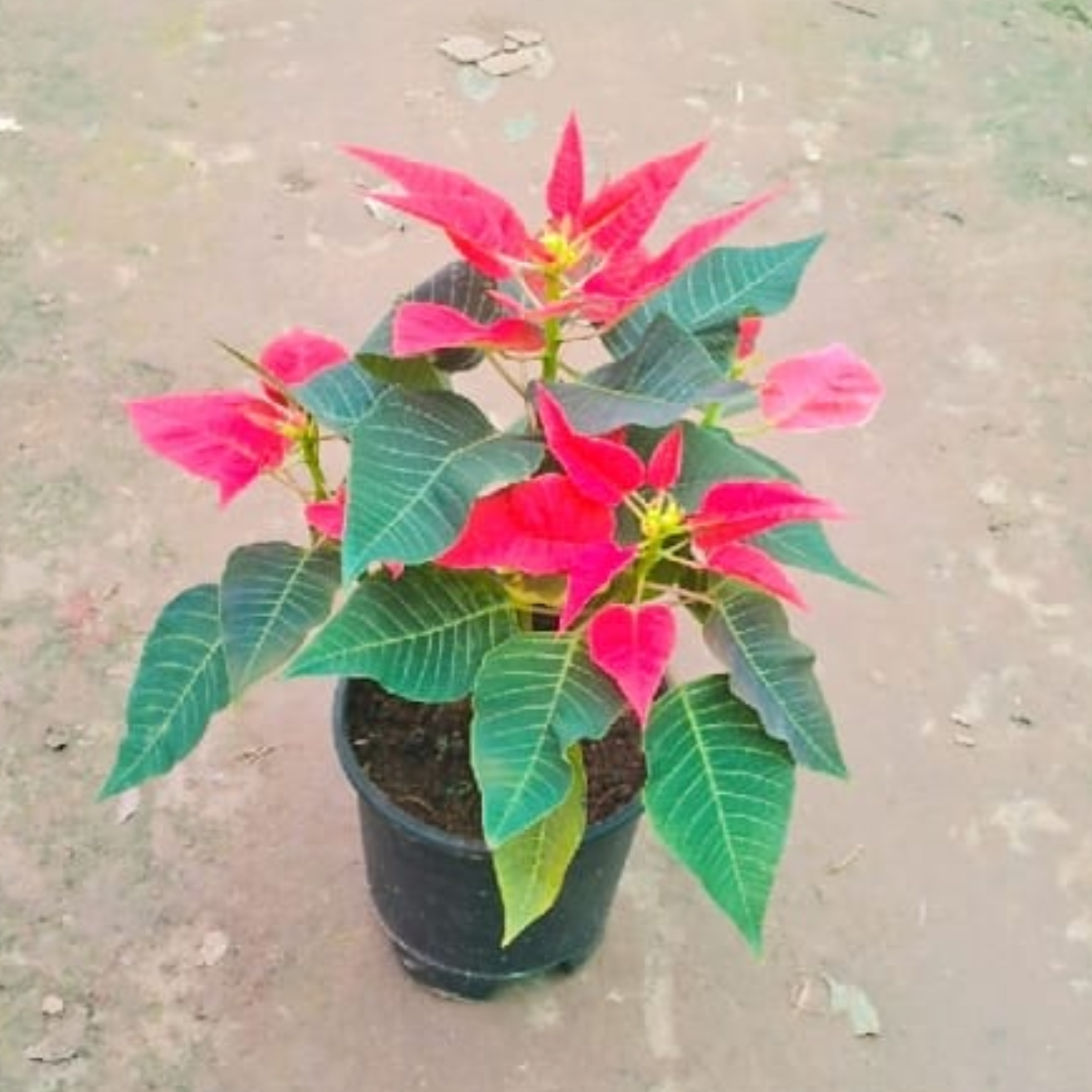 Poinsettia / Christmas Flower Red in 7 Inch Nursery Pot