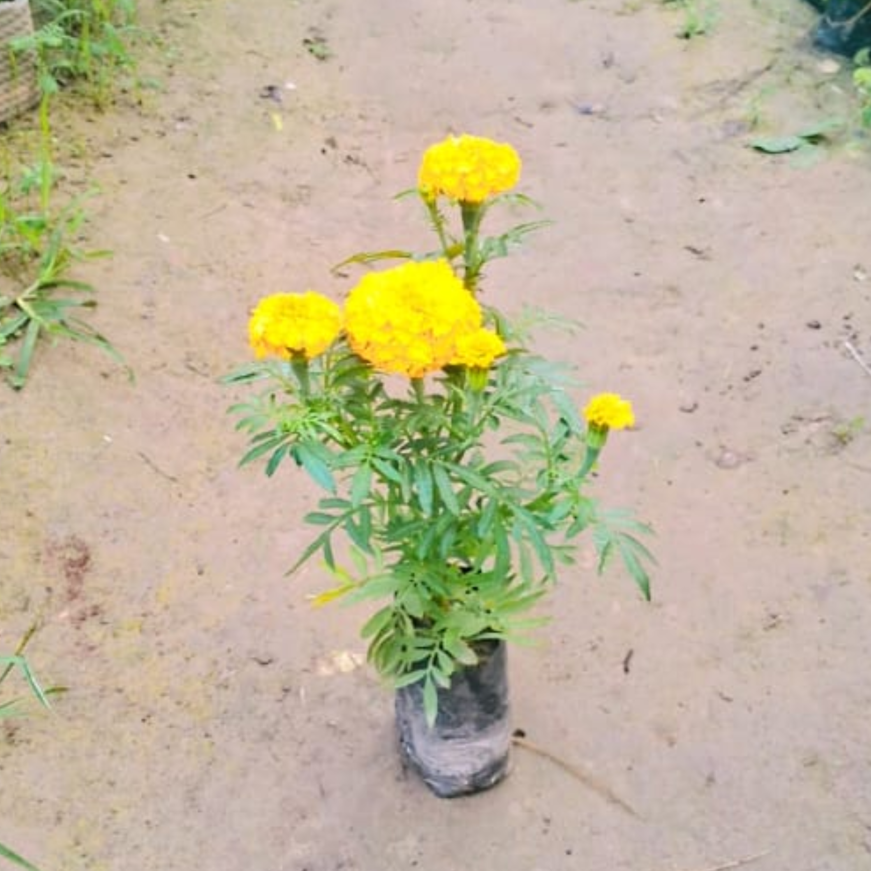 Marigold double flower plant in 4 inch polybag