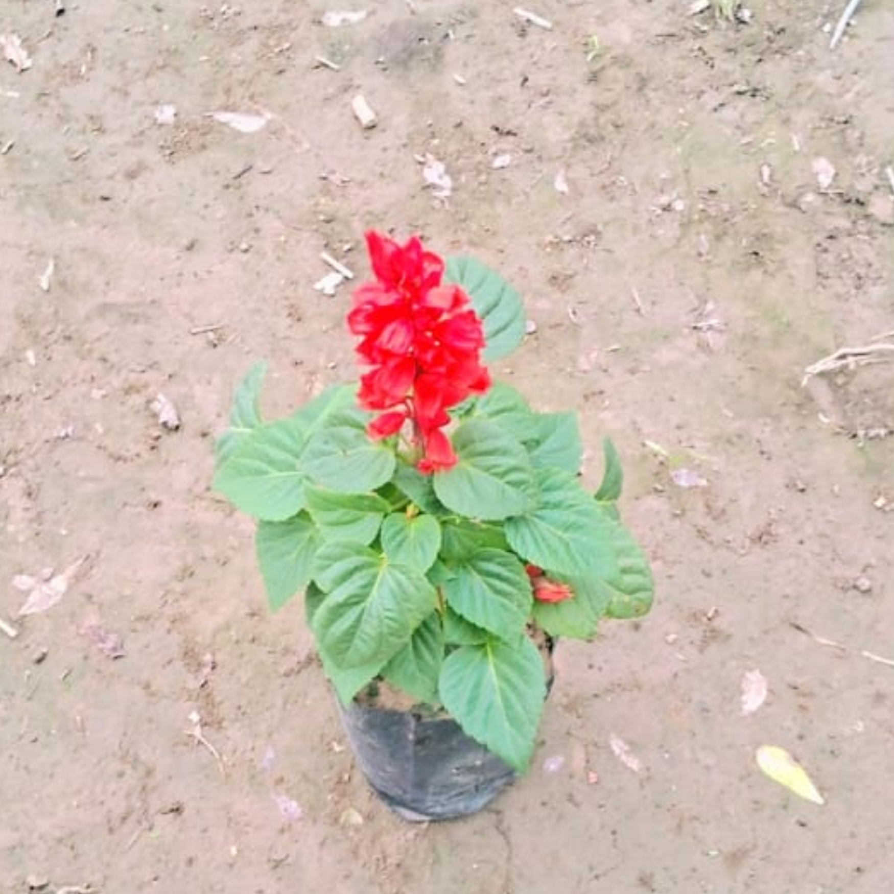 Salvia (Any Colour) in 4 Inch polybag