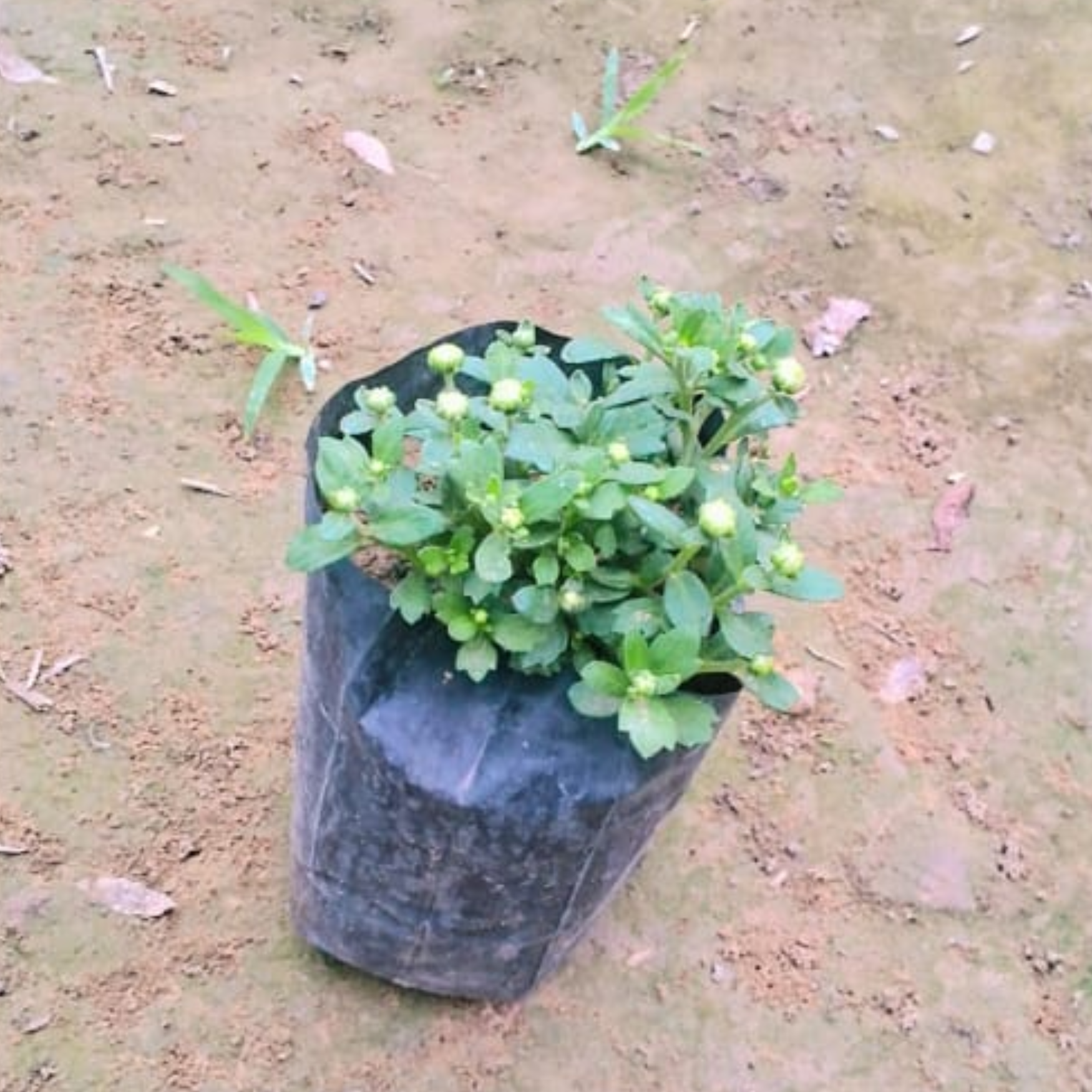 Chrysanthemum / Guldaudi / Guldawari (Any Colour) in 4 Inch Nursery bag