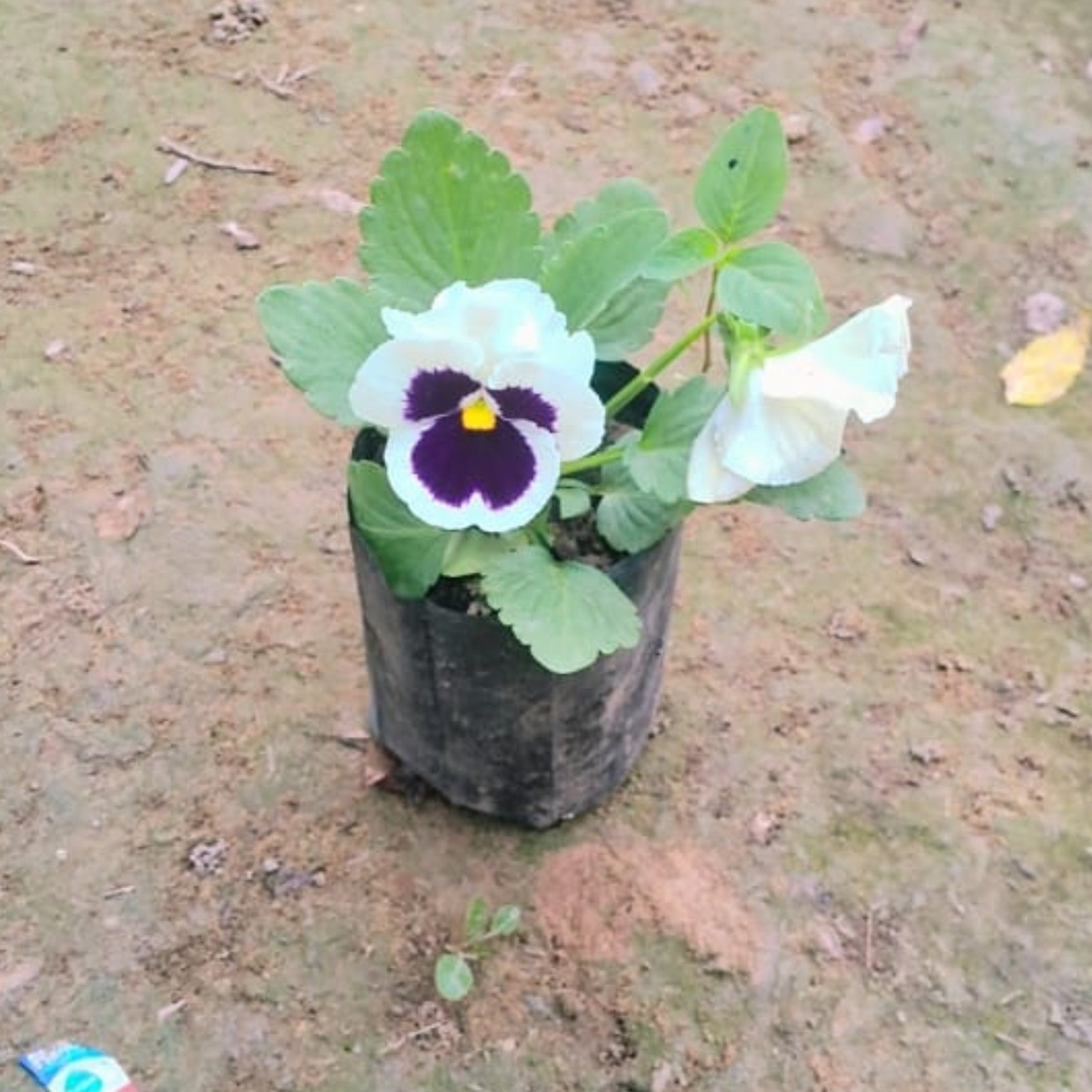 Pansy (any colour) in 4 Inch Nursery Bag