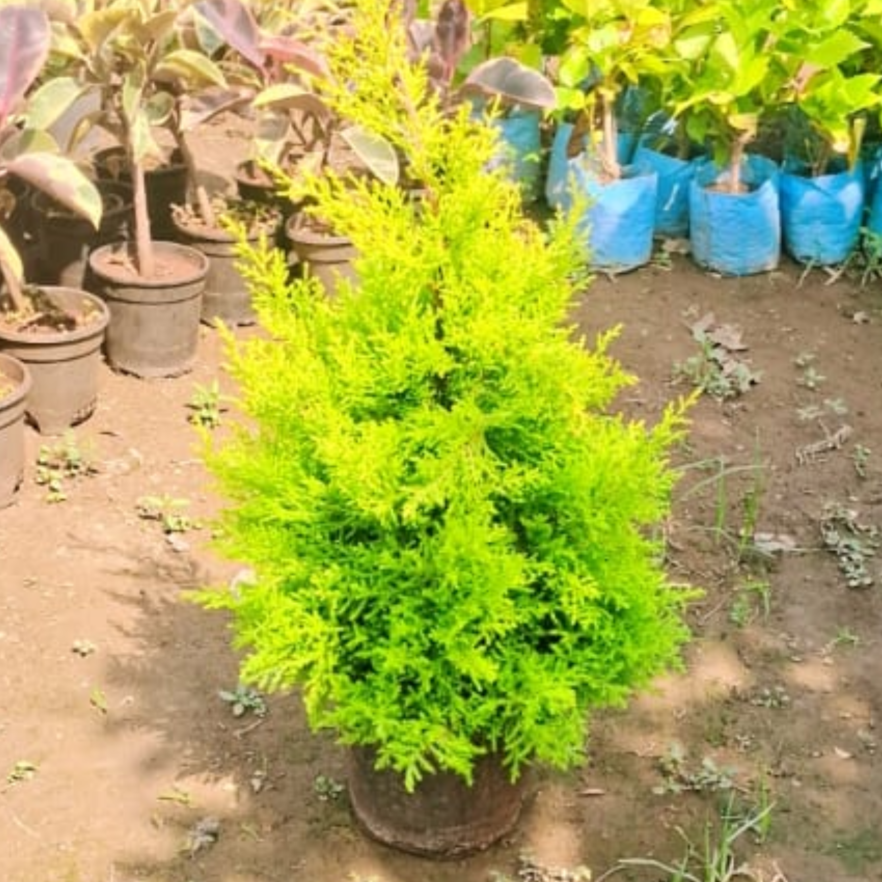 Golden Cypress in 8 Inch Nursery Pot