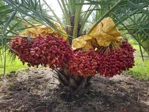 Expensive Barahi Date Palm Plant & Tree For Home Garden (1.5-3.5 Ft Height) Pack Of 1 Buy @ ₹599