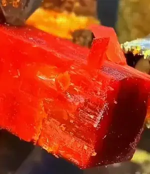 Most Expensive Red Sandalwood Plant & Tree For Garden Highly Benefited Sandalwood Plant (Hybrid, Pack Of 1) Buy @ ₹499