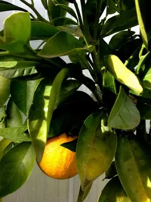 Valencia Tardivo (Grafted) Sweet Orange Hybrid Fruit Plant (Pack of 1) Buy @ ₹749