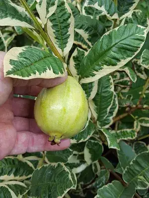Variegated Hybrid Guava Plant (Grafted) Pack of 1 Buy @ ₹499