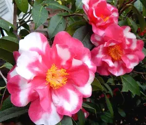 Variegated Japanese Camellia Live Flowering Plant & Tree (1.5-3.5 Ft Height) For Your Sweet Home Garden, Pack Of 1 Buy @ ₹499