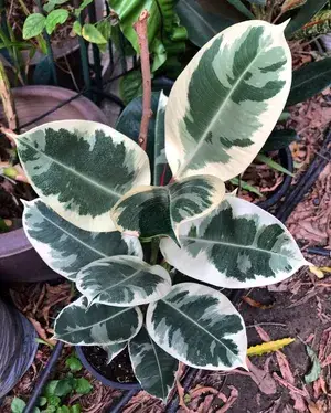 Variegated Rubber (Air Purifying ) Live Indoor Plant (Pack Of 1) Buy @ ₹499