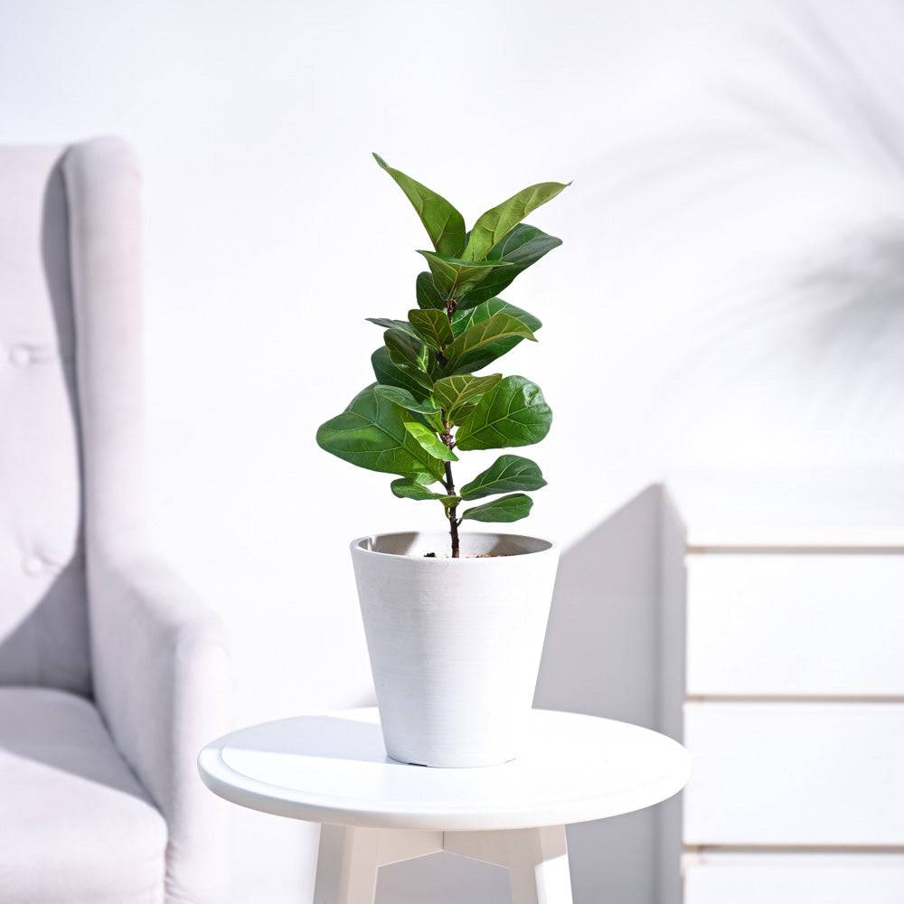 Fiddle Leaf Fig Plant - Bambino