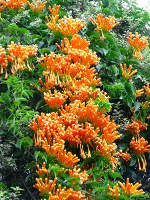 Venusta (Orange) Flowering Live Plant For Shrub/Bush/Home Garden (Hybrid, Pack Of 1) Buy @ ₹499