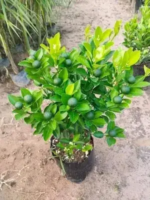 Kumquat(Grafted) Lemon Plant (2Years Old Plant) Pack of 1 With Fruits (Hybrid, Pack of 1) Buy @ ₹499