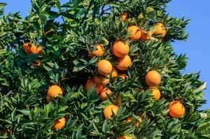 Washington Navel Orange Hybrid Fruit Plant & Tree For Home Garden (Plant Hight 1.5-3.5 Ft Hight) Well Watered Navel Orange Healthy Fruit Plant (Pack Of 1) Buy @ ₹499