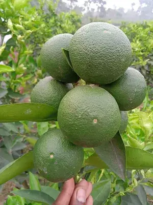 Well Watered Bari 1 Malta/Mousambi Extra Juicy Fruit Plant & Tree (1.5-3.5 Ft Height) Mousambi Good For Health, Pack Of 1 Buy @ ₹499