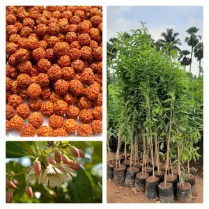 Well Watered Hybrid Rudraksha Live Plant & Tree For Home Garden (1.5-3.5 Ft Hight) Pack Of 1 Buy @ ₹629