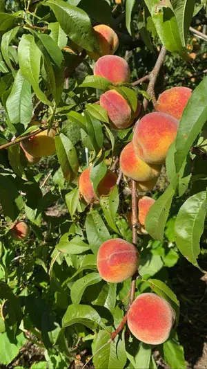 Well Watered Peach Ready To Fruit Plant & Tree (1.5-3.5 Ft Height) From Greenery Nursery, Pack Of 1 Buy @ ₹499