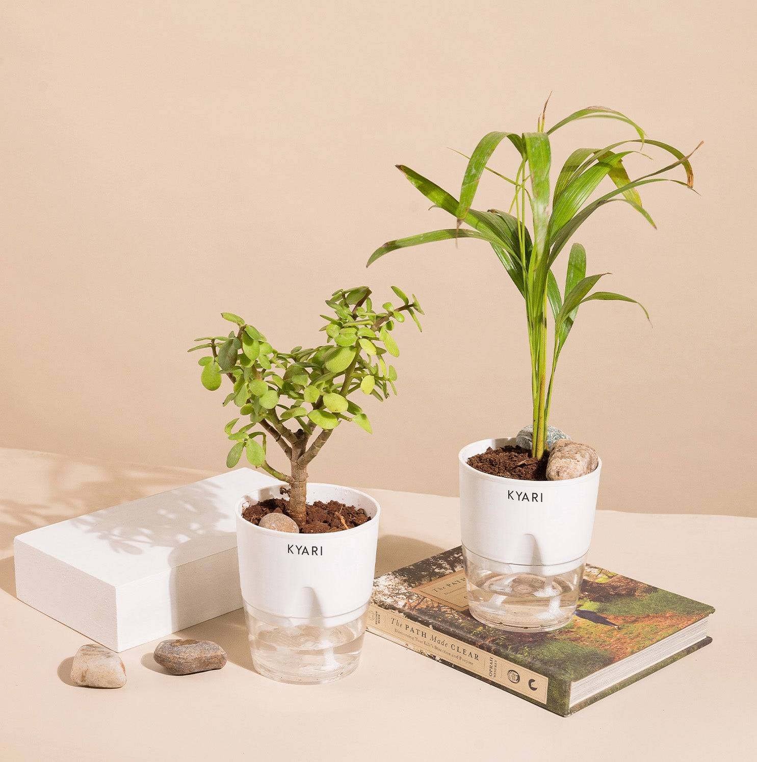 Set of 2 - Areca Palm & Lucky Jade Plant