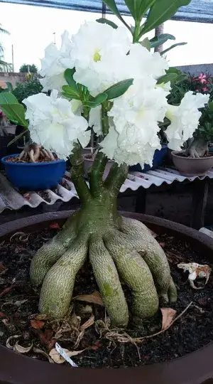 White Adenium Flowering Plant (Grafted) For Home Gardening (Pack Of 1) Buy @ ₹499