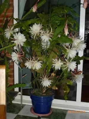 White Brahma Kamal Healthy Flower Live Plant For Gardening (Hybrid, Pack Of 1) Buy @ ₹499