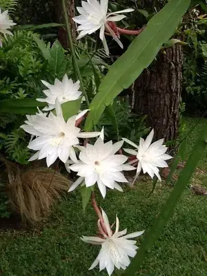 White Brahma Kamal Night Queen Flower live plant Buy @ ₹549