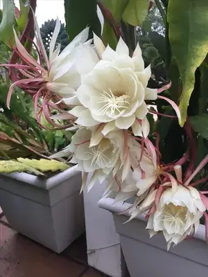 White Brahma Kamal/Queen Of Plant The Night - Flowering Plants Flowers Garden Live Plant Nursery Indoor Outdoor Living Plants Buy @ ₹549