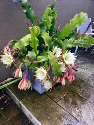 White Brahma Kamal/Queen Of Plant The Night - Flowering Plants Flowers Garden Live Plant Nursery Indoor Outdoor Living Plants Buy @ ₹549