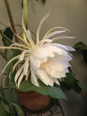 White Brahma Kamal/Queen Of Plant The Night - Flowering Plants Flowers Garden Live Plant Nursery Indoor Outdoor Living Plants Buy @ ₹549