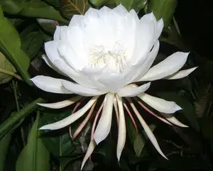 White Brahma Kamal / Queen Of The Night ? Flowering Plant (Grafted) ? Flowering Plant (Pack Of 1) Buy @ ₹499