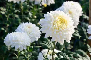 White Chrysanthemum/Chandramallika  Live Flowering Plant & Tree For Shrub/Bush/Home Decor/Garden Well Watered Chrysanthemum Plant (Hybrid, Pack Of 1) Buy @ ₹399