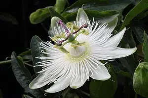White Krishna Kamal/Passion Flower Live Plant (Pack Of 1) Buy @ ₹499