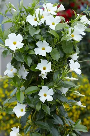 White Mandevilla Flowering Live Plant For Shrub/Home Gardening Hybrid Mandevilla Flower Plant Hight 1.5-3.5 Ft (Pack Of 1) Buy @ ₹499