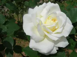White Rose Flower Live Plant For Home Gardening Beautiful White Rose Grafted Flower Plant (Pack Of 1) Buy @ ₹499