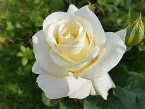 White Rose Flower Live Plant For Home Gardening Beautiful White Rose Grafted Flower Plant (Pack Of 1) Buy @ ₹499