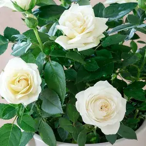 White Rose Flower Live Plant For Home Gardening Beautiful White Rose Grafted Flower Plant (Pack Of 1) Buy @ ₹499
