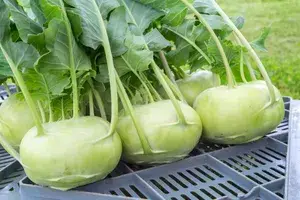 Greenery Nursery® Kohlrabi/Olkopi Seeds (20-40 Pieces) For Home Gardening, Pack Of 1 Buy @ ₹349
