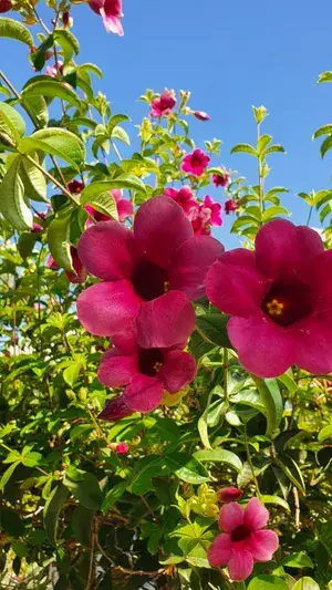 ALLAMANDA RED FLOWER LIVE PLANT (HEIGHT 1.5-FT - 2-FT) FOR HOME GARDEN, PACK OF 1 Buy @ ₹549