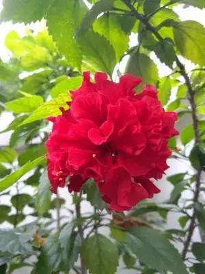 Gorgeous Red Hibiscus (Double Patel) Flowering Live Plant & Tree For Home Garden, Pack Of 1 Buy @ ₹449