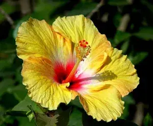 Yellow Hibiscus Flower Plant (Pack Of 1) Buy @ ₹499