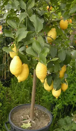 Yellow Lemon Hybrid Fruit Plant & Tree (1.5-3.5 Ft Height) For Home Garden, Well Watered Lamon Plant (Pack Of 1) Buy @ ₹499