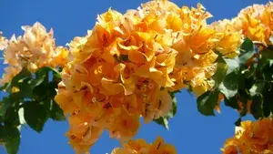 Yellow Bougainvillea California Gold ? Flowering Plants (Pack Of 1) Buy @ ₹499