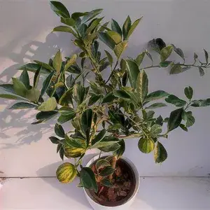 Variegated Sweet Lemon/Lime Mousambi Live Fruit Plant & Tree For Home Garden (Pack Of 1) Buy @ ₹499
