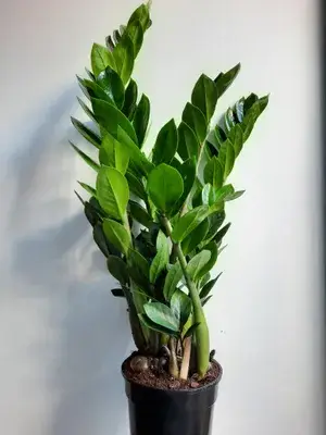 ZZ Indoor Plant For Home Decoration & Gardening (Pack Of 1) Buy @ ₹549